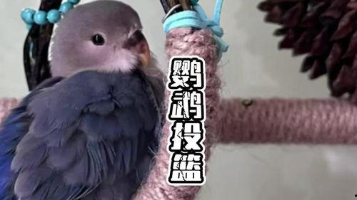 摸鸟视频在线观看,在线观看摸鸟视频,感受鸟类魅力瞬间 第1张 摸鸟视频在线观看,在线观看摸鸟视频,感受鸟类魅力瞬间 第1张